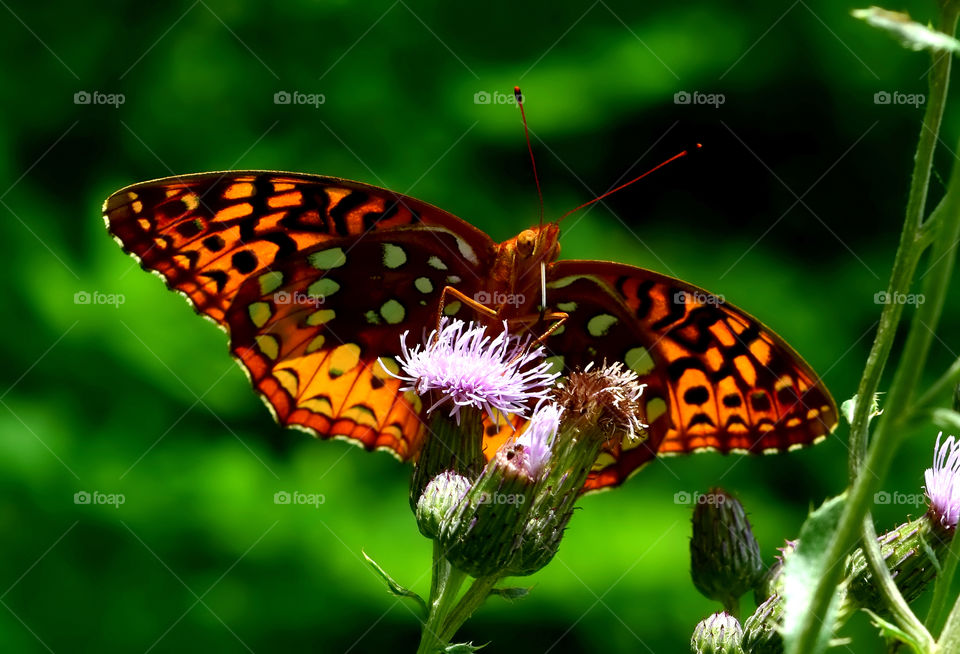 Beautiful butterfly 