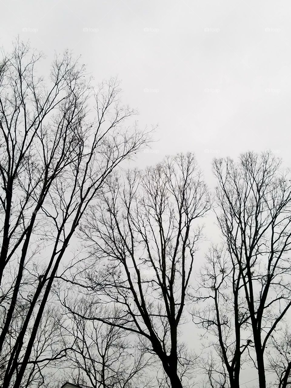 Winter Trees