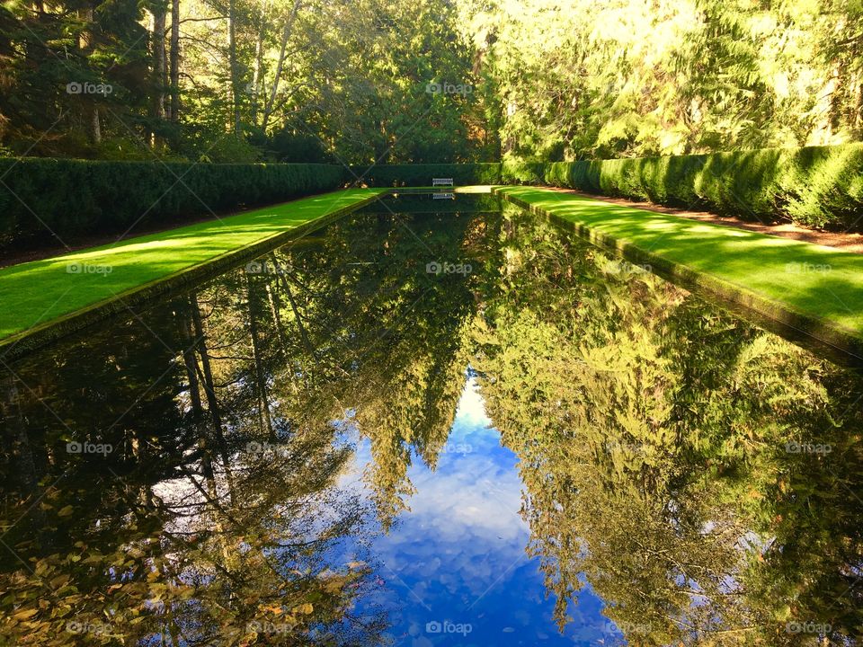 Trees reflecting on pond