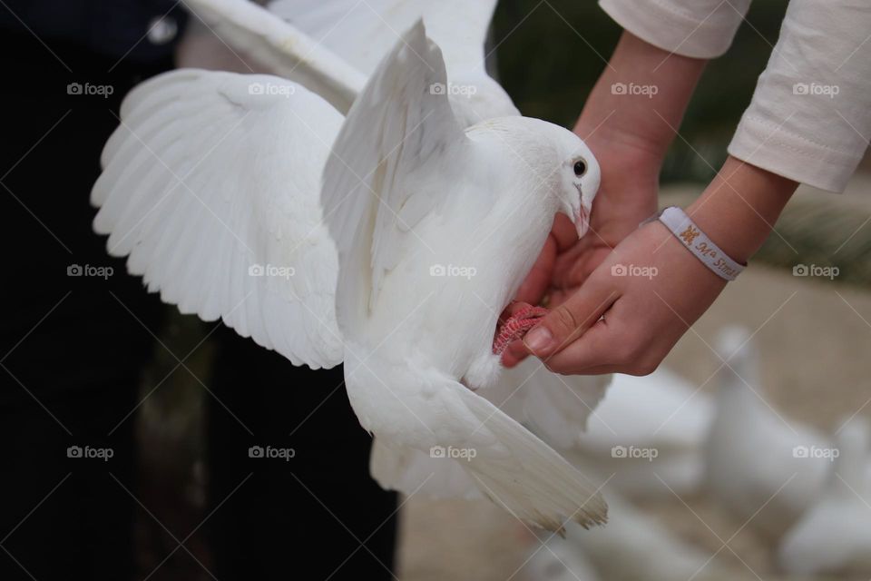 Hand feeding a dove