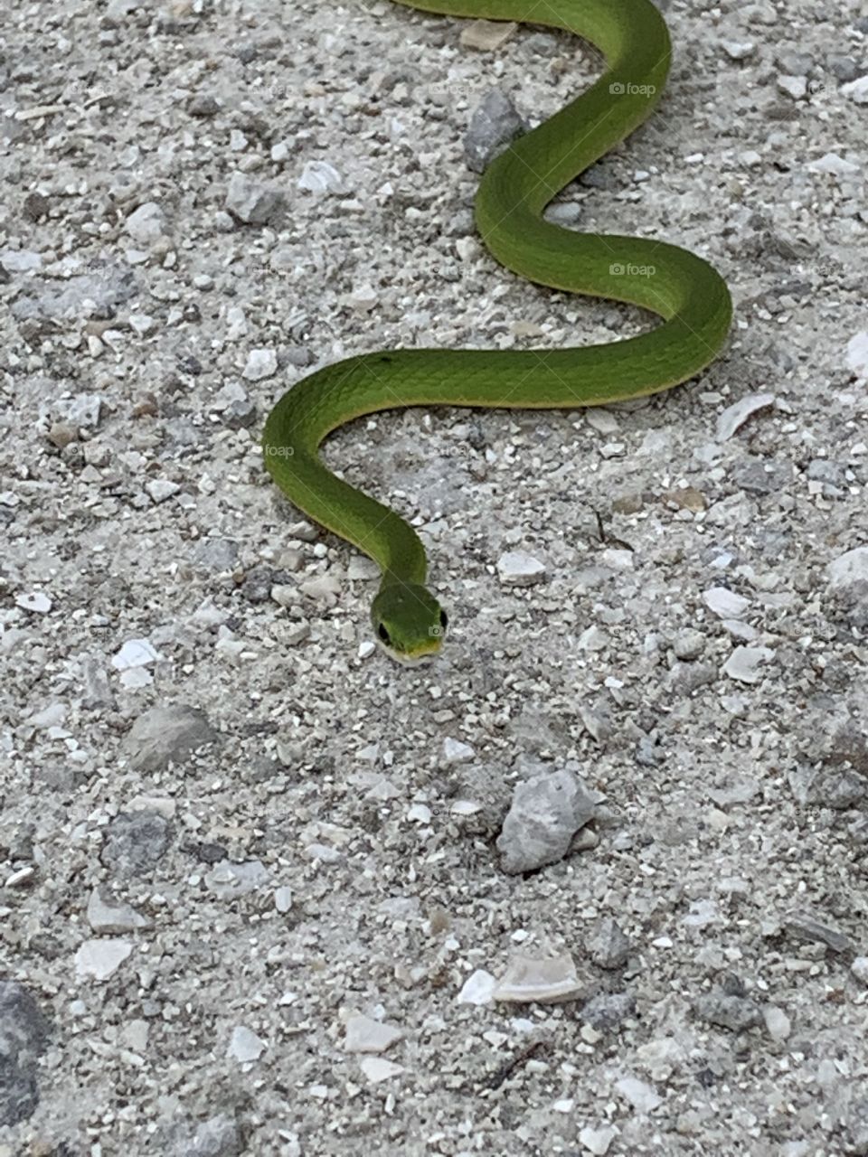 Friendly snake