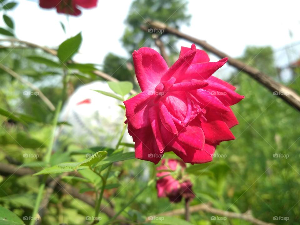 Rose | Pink Rose | Red Rose | Beautiful Rose Flower