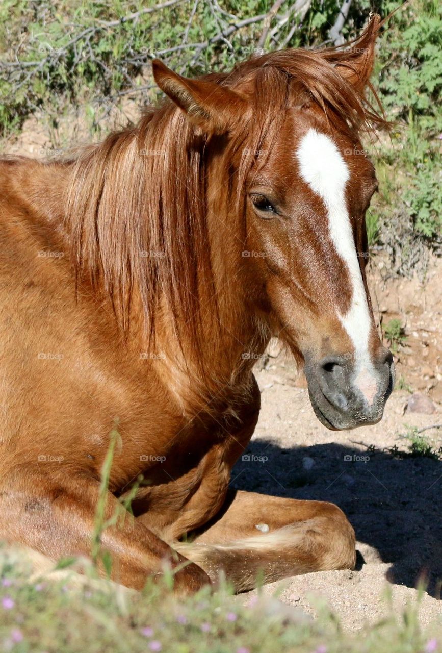 Wild Horse Resting in Desert Wash