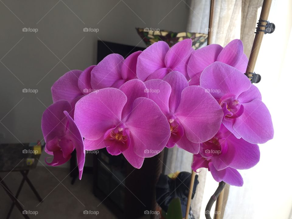 Pretty pink orchids