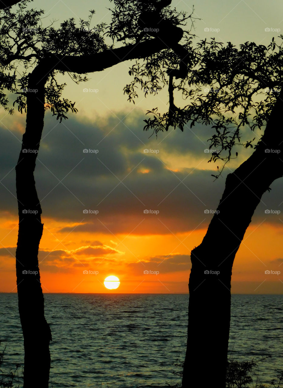 Silhouette of tress during sunset