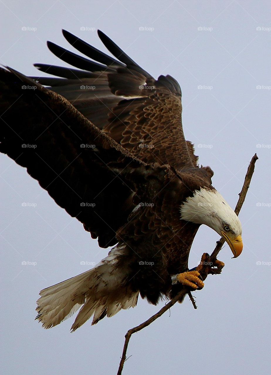 Bald Eagle with Stick for Nest