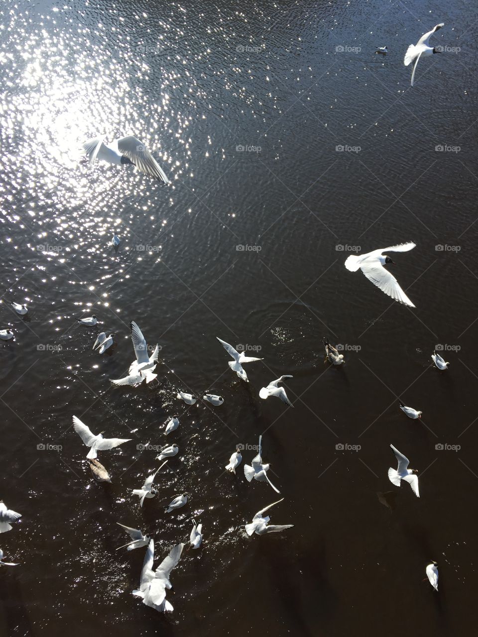 Riga gulls over the water