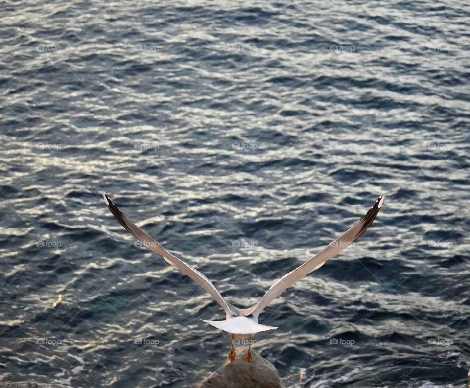 seagull