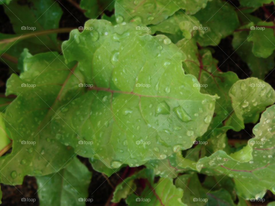 beet leaf
