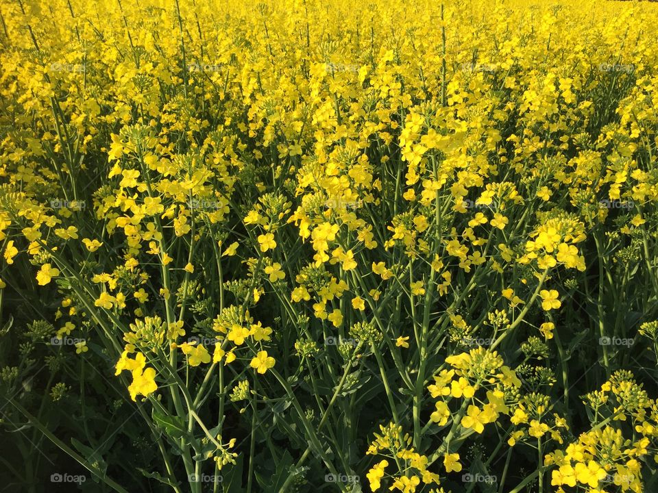 Rape close to my home 