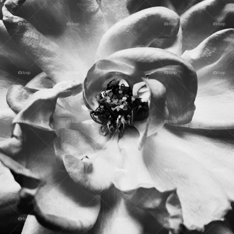 🇺🇸 Flowers in black and white? Yes, they look amazing when clicked. Look at this cool picture! / 🇧🇷 Flores em preto e branco? Sim, elas ficam incríveis quando clicadas. Veja só essa fotografia tão legal.