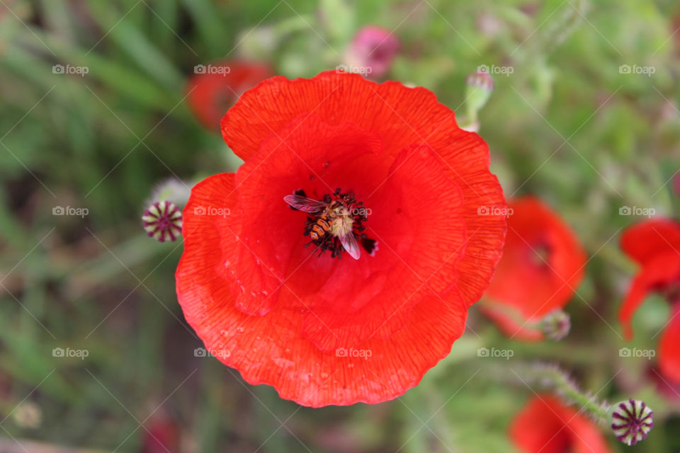flower macro red poppy by evildex