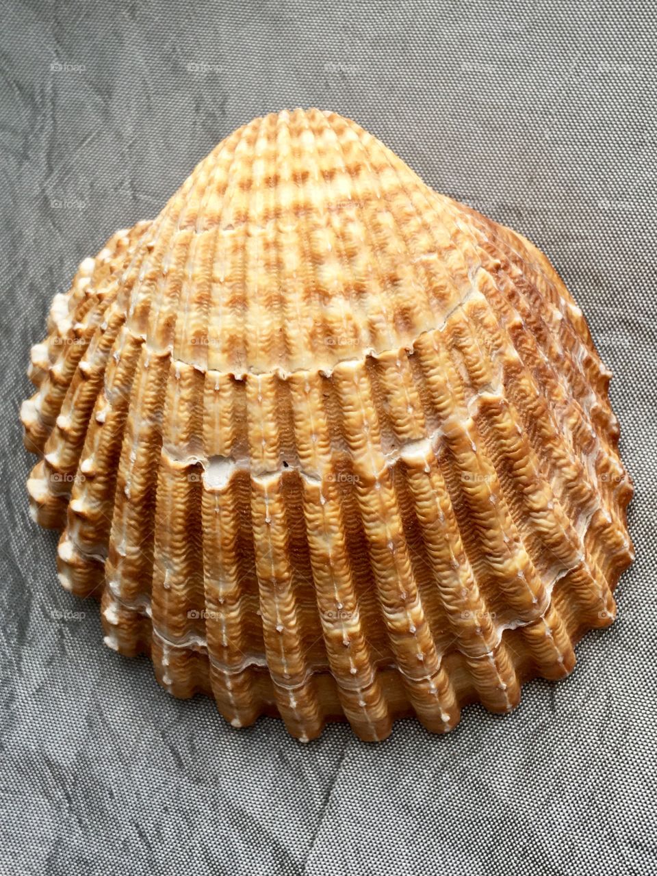 Shell 