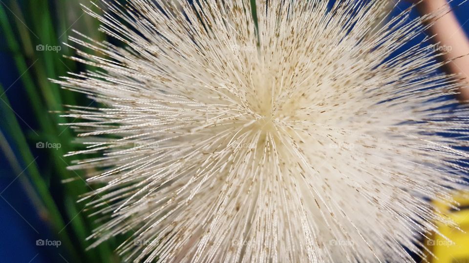 Close-up of white fluffy flower