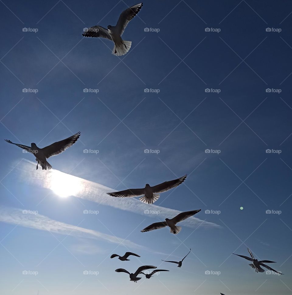 Birds & Bees - Nature in Motion. Seagulls . Flying.