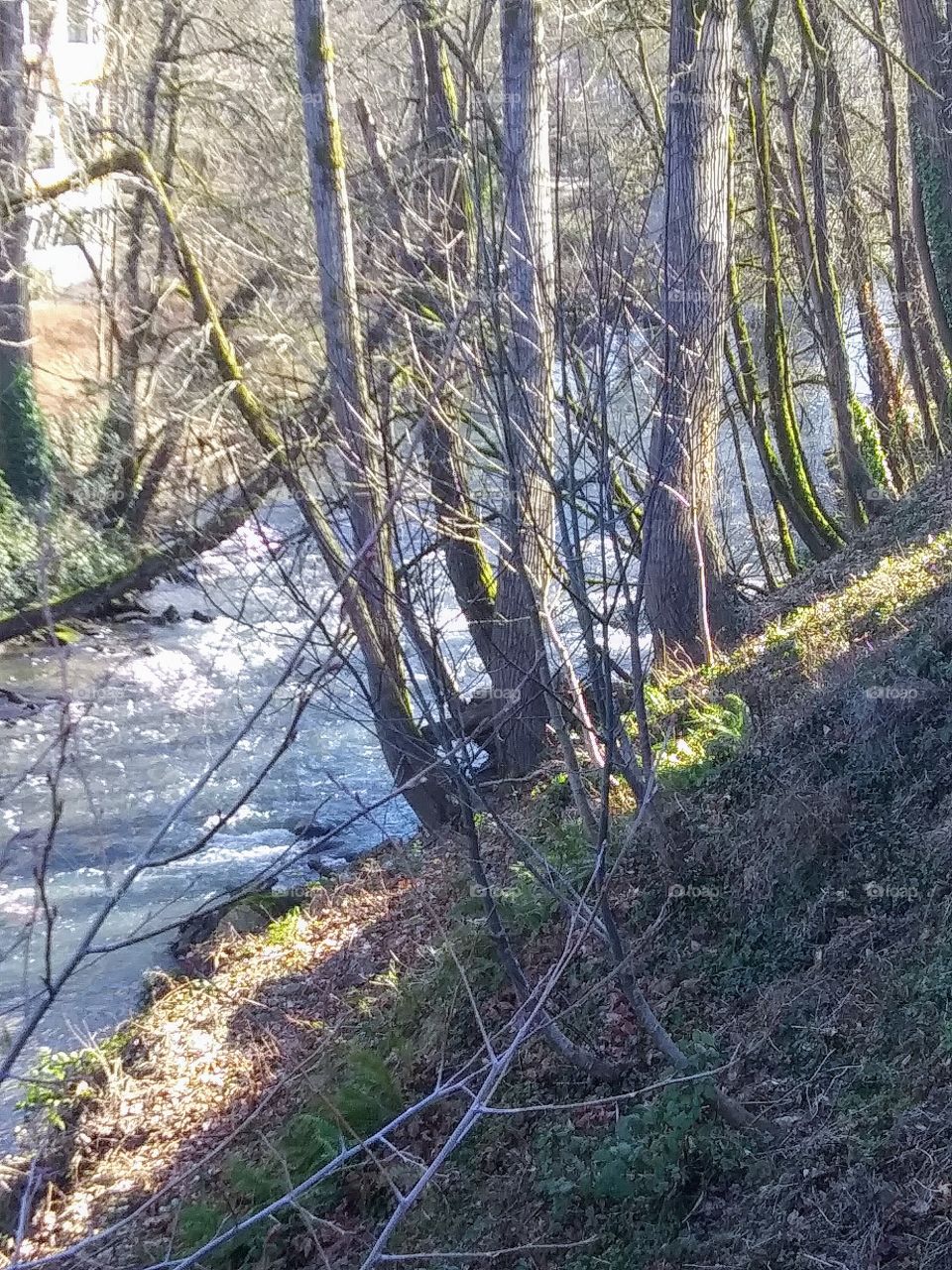 trees over winter creek