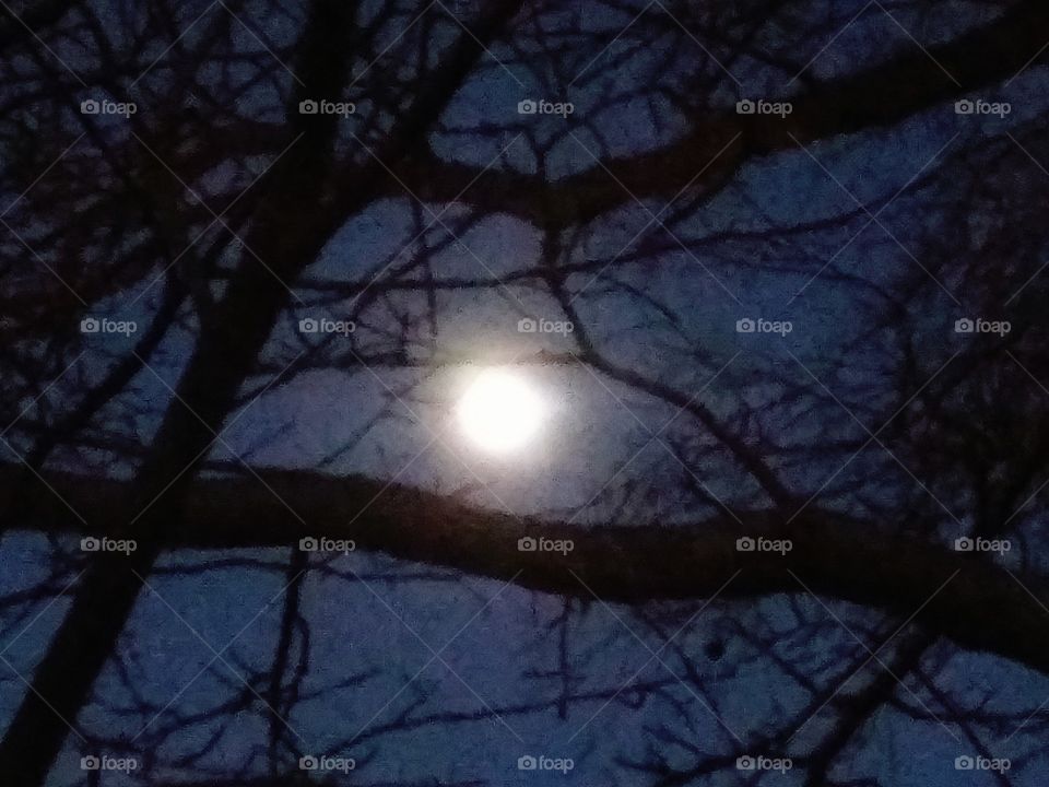 waxing moon over a branch