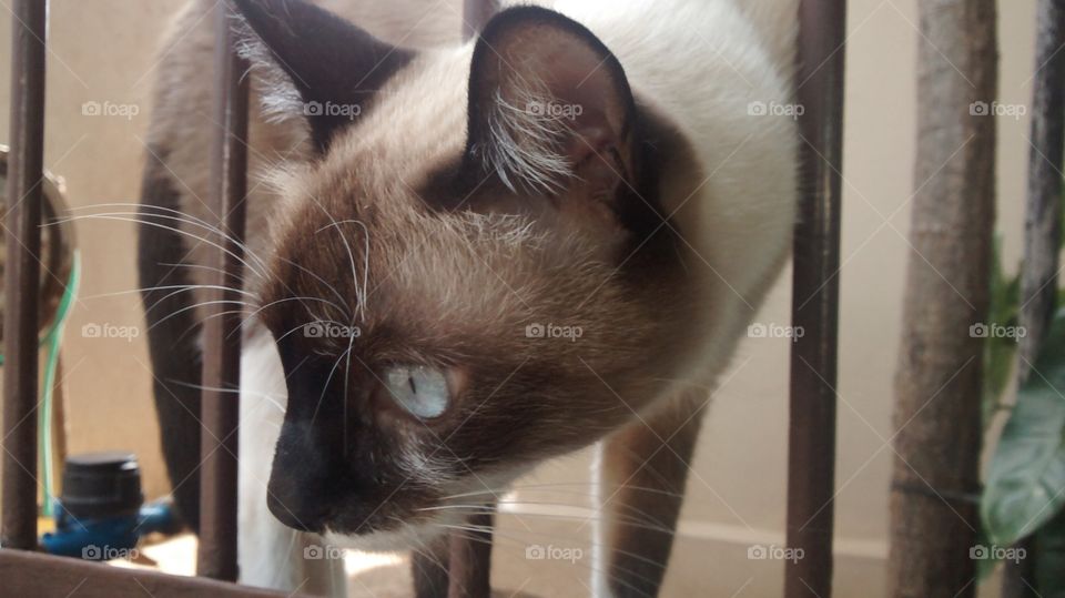 Um gato escuro na cerca.