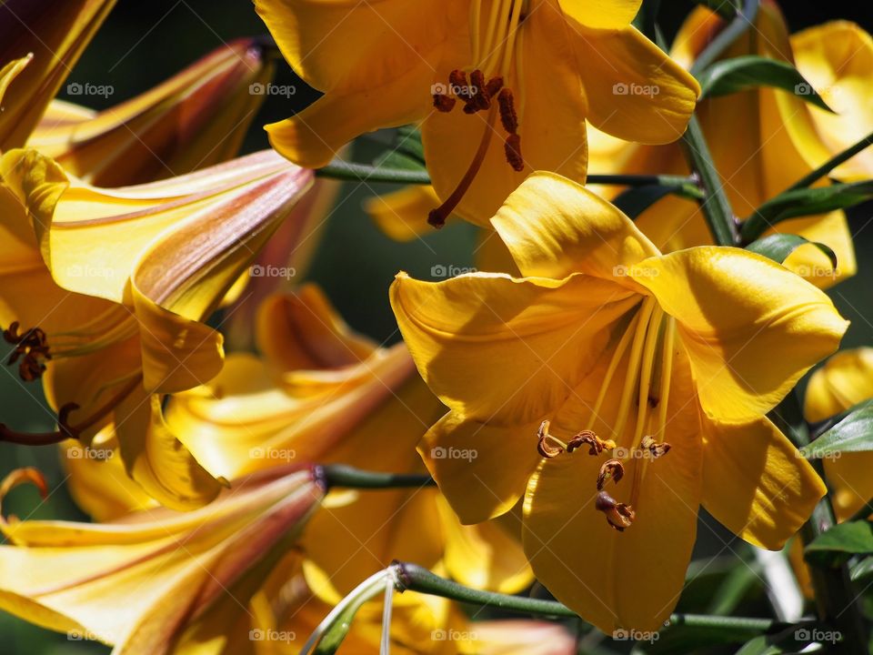 Mellow Yellow. Lilies