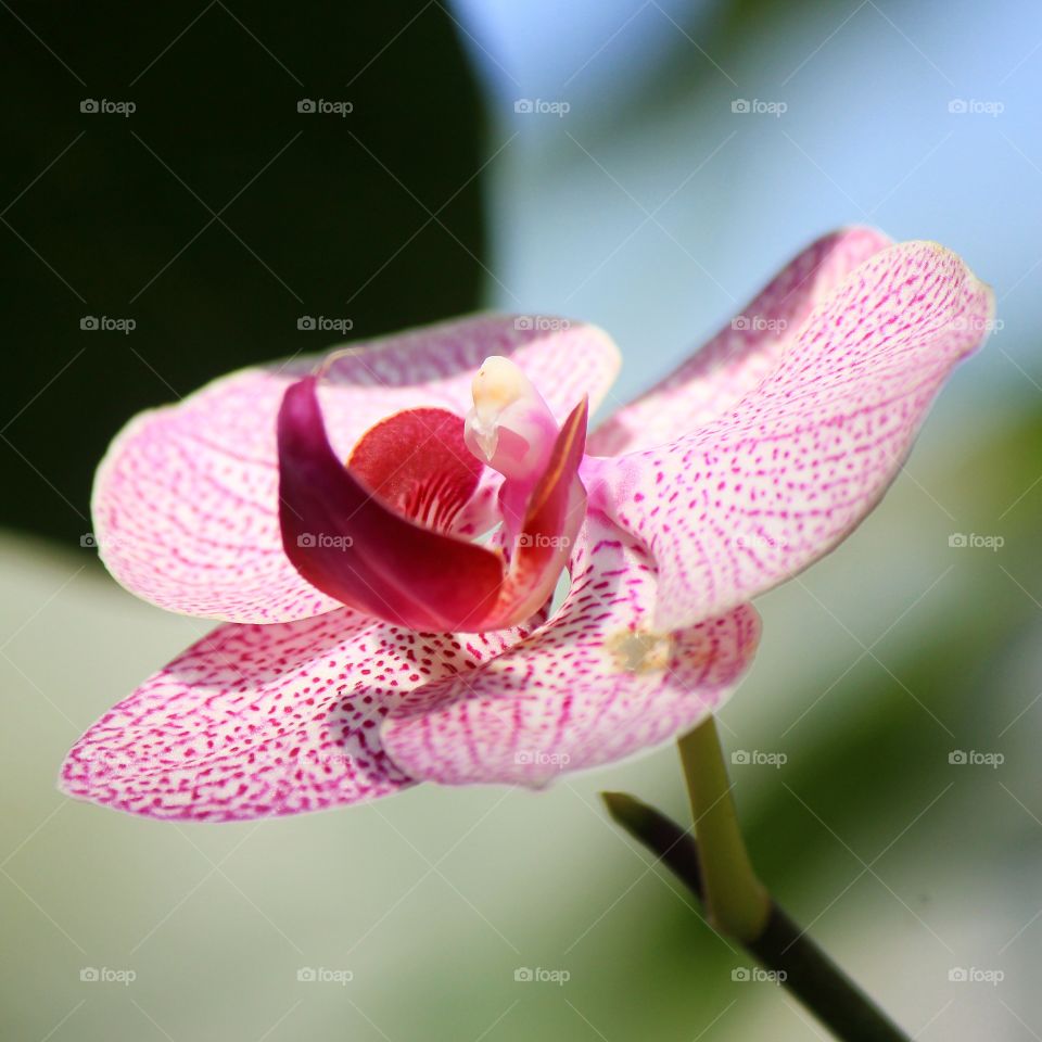 High angle view of orchid flower
