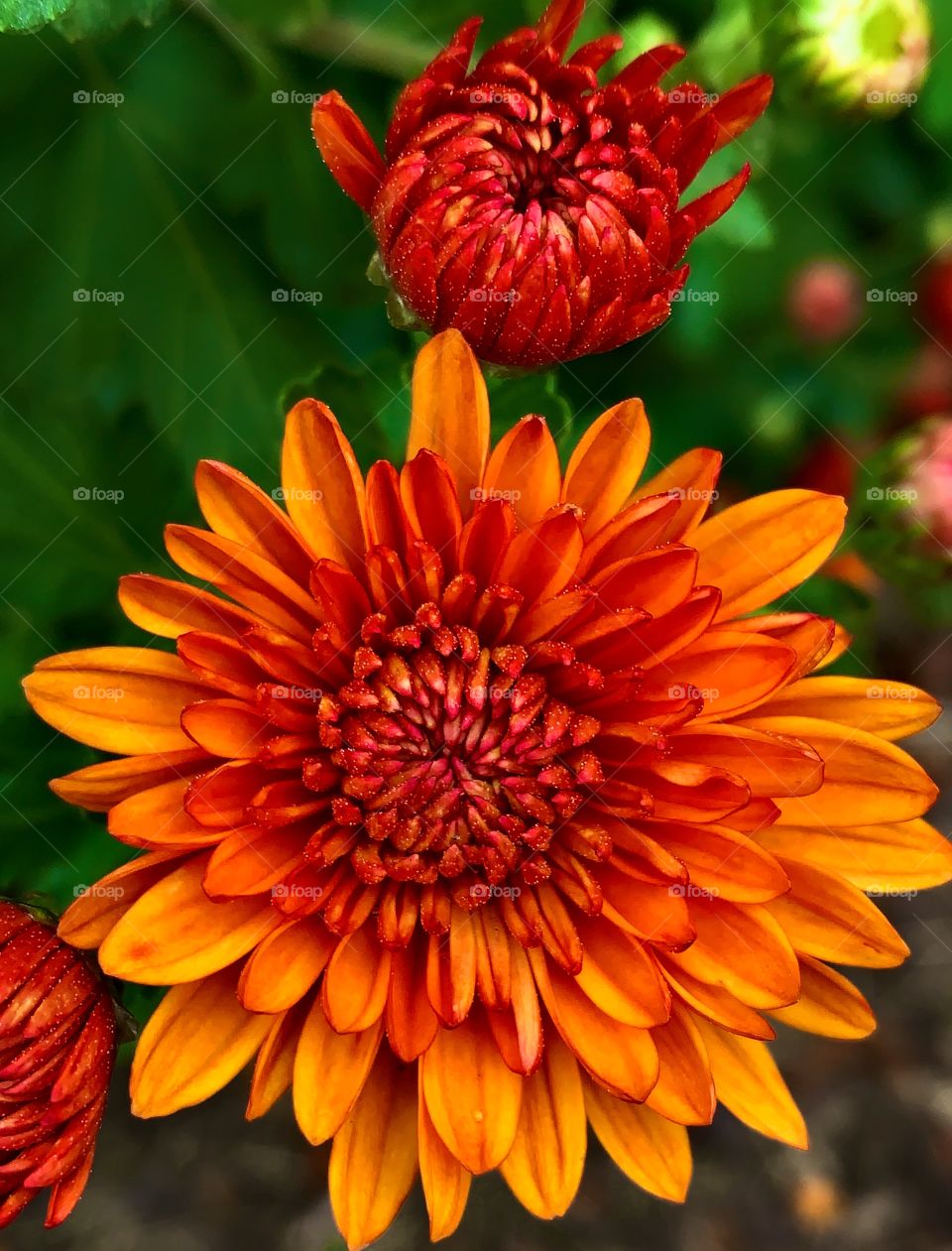 Red and orange mums—taken in Valparaiso, Indiana 