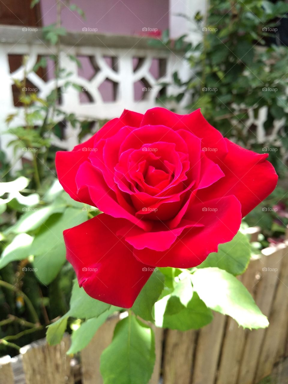 rosa roja