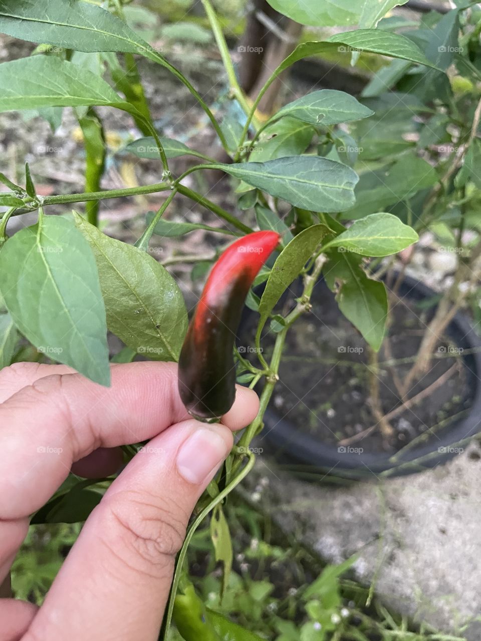 My breeding chilli.Mixing green and red. Turn out good.