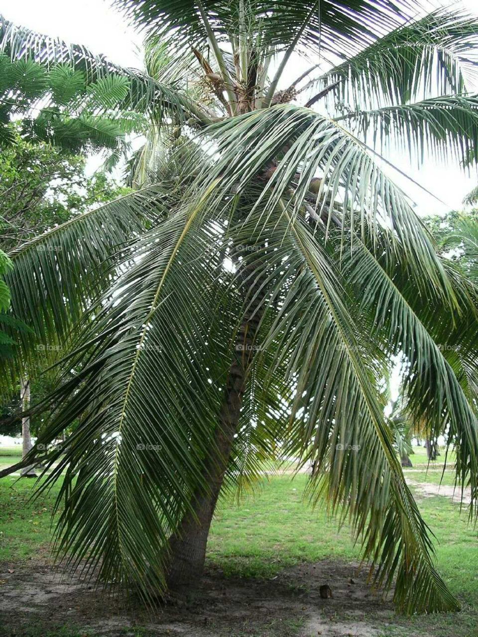 palmtree