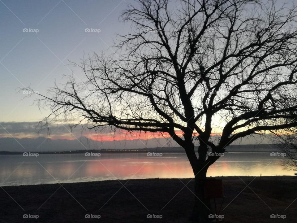 un árbol es testigo del atardecer