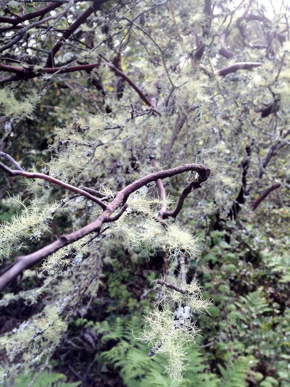 nature tree forest moss by kaemak