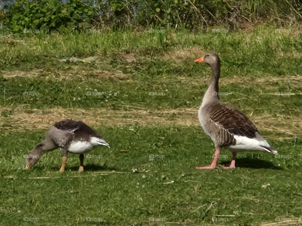 Goose with her young the Netherlands