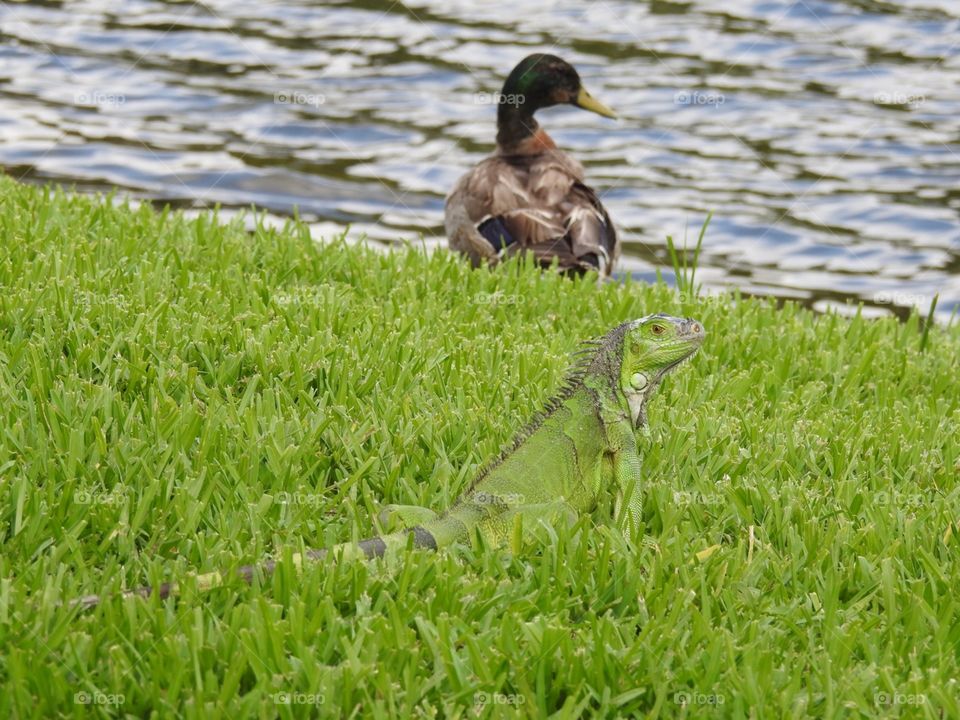 Duck and iguana ... unusual friends