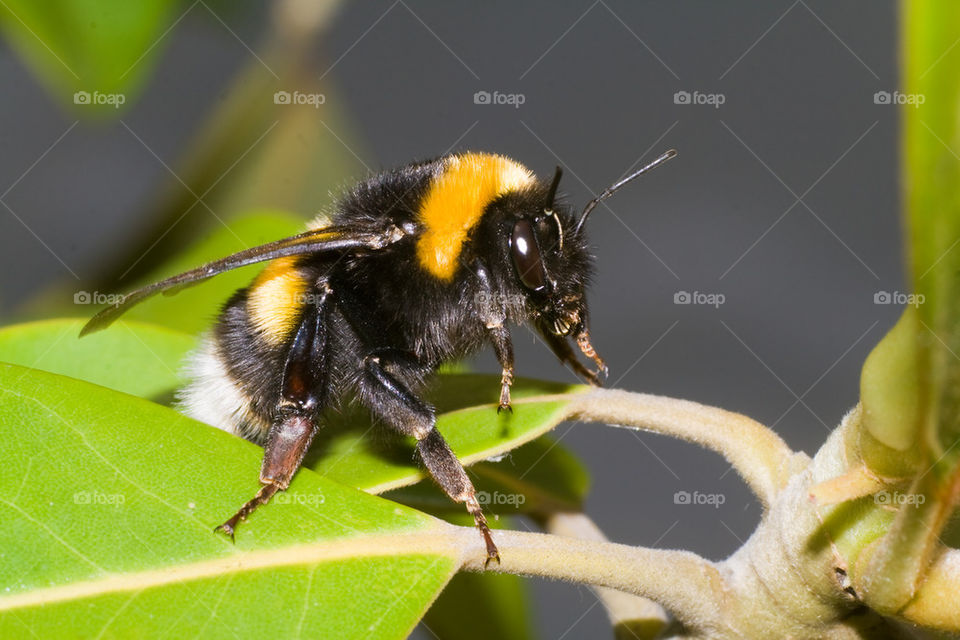 Buff - tailed bumblebee