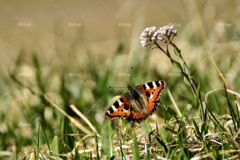 Close-up of butterfly and flowers