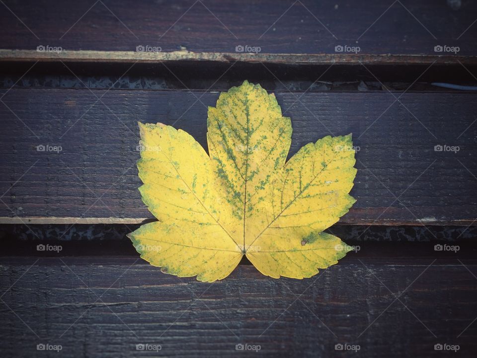 Autumn leaf
