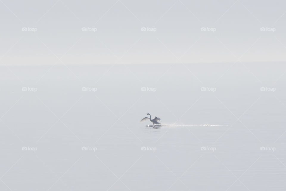 White swan sea bright sunlight 
Vit svan hav starkt solsken