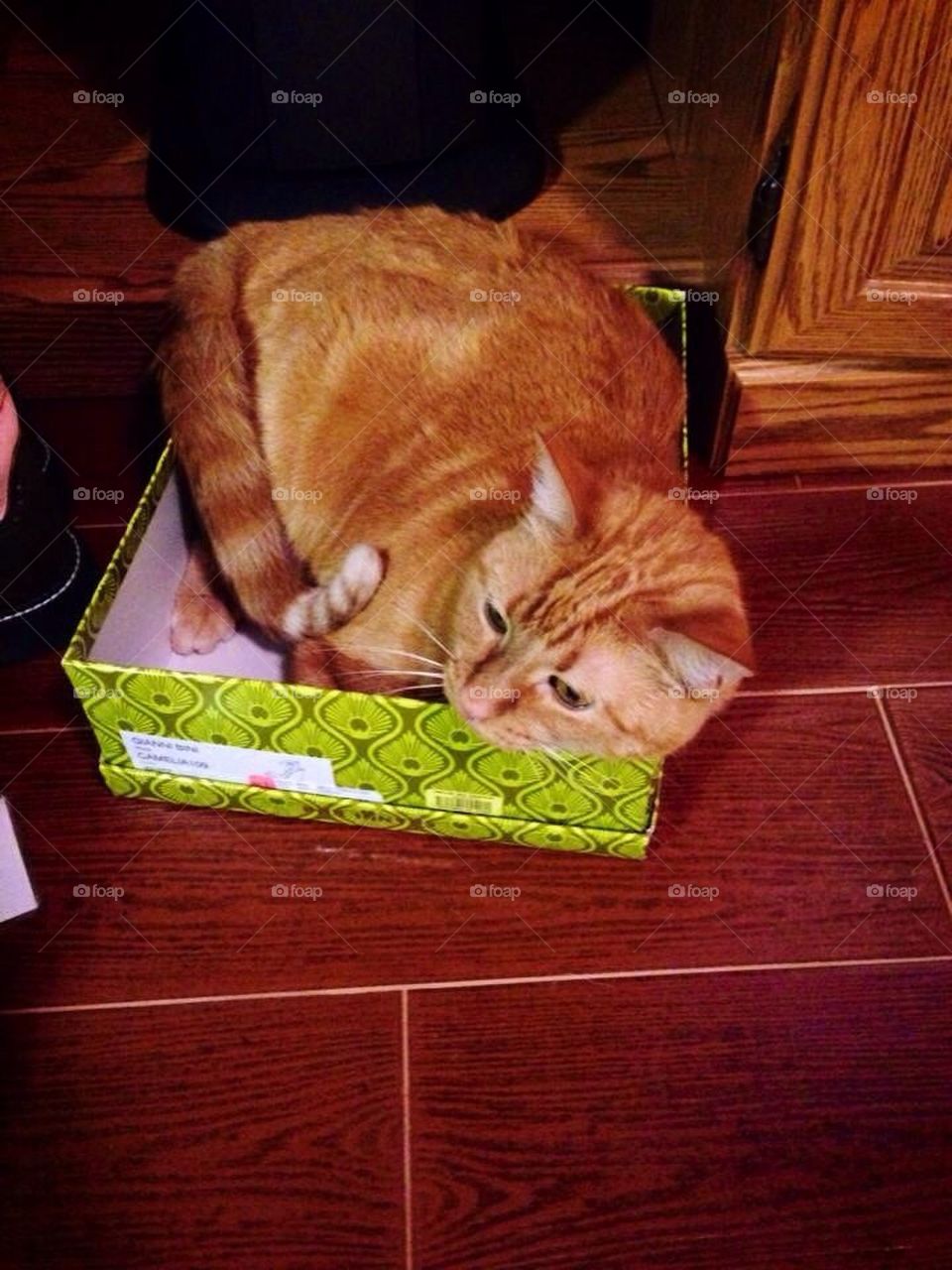Chico in a box