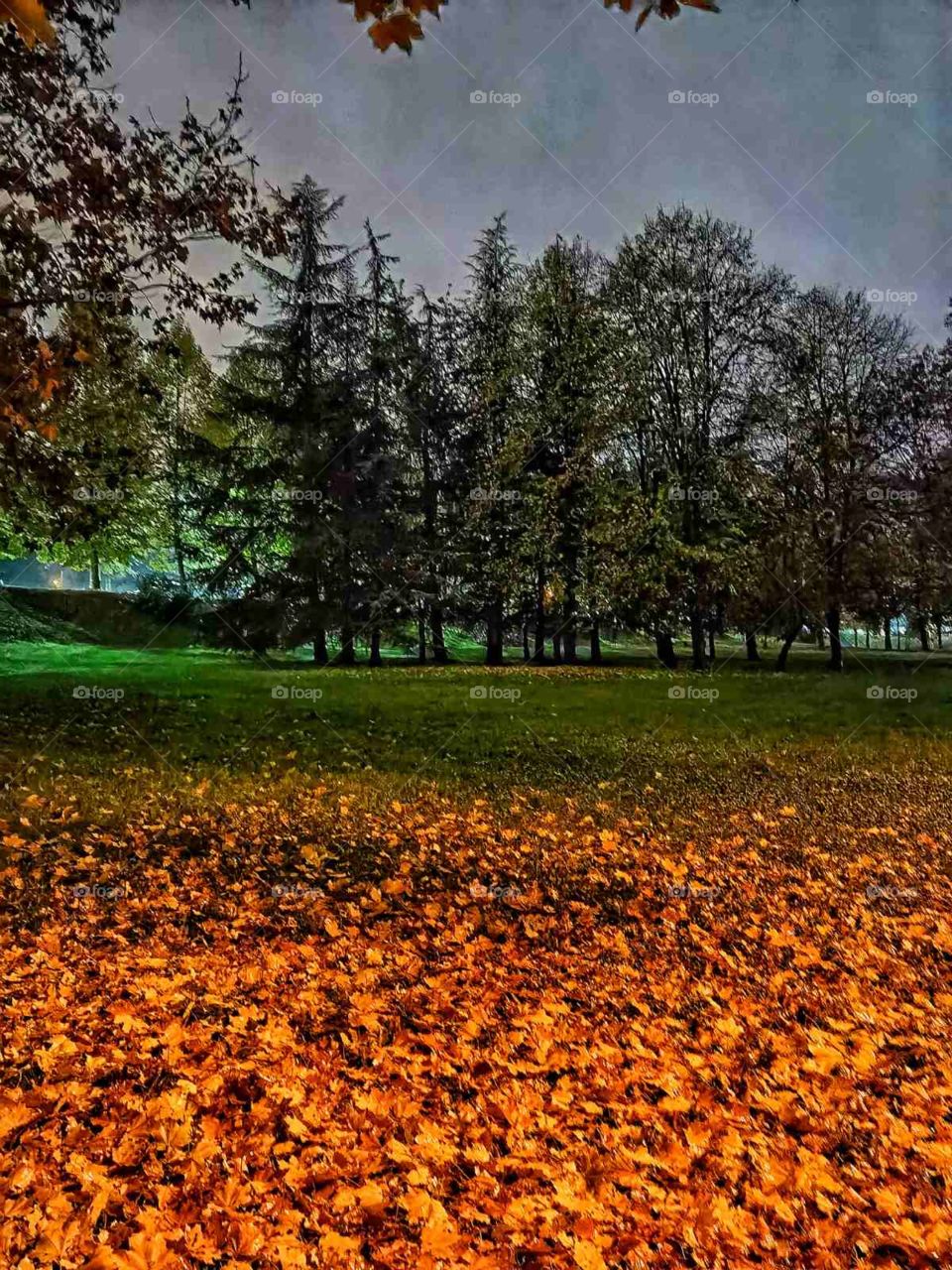 Leaves on the meadow!