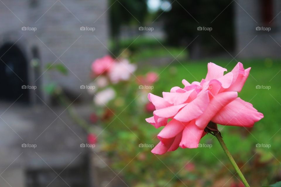 rose in de garden