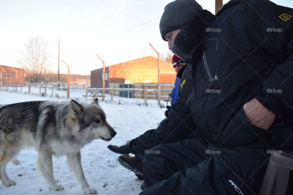 Wolf Sanctuary Feeding Time