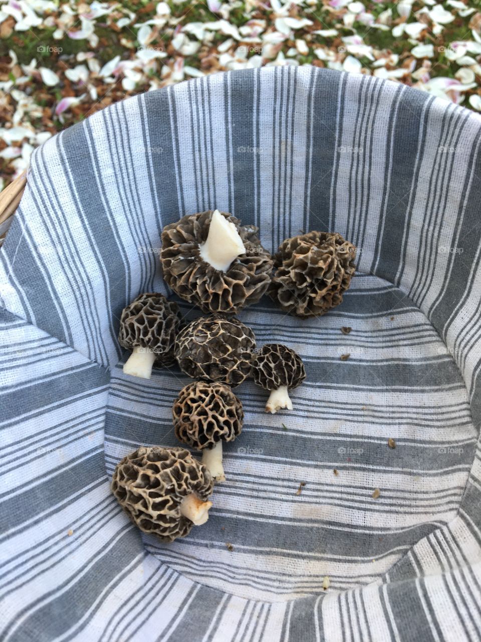 M - Morilles / Morels (garden harvest from yesterday evening)