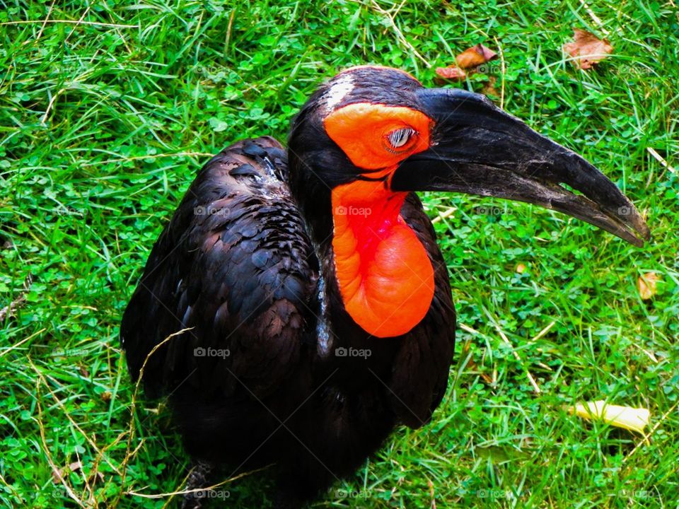 Close-up of ugly bird