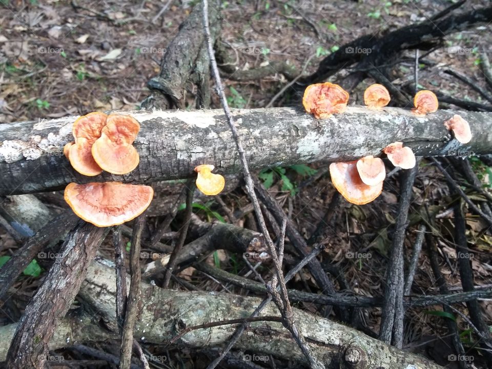 Fungus, Fall, Mushroom, Wood, Nature