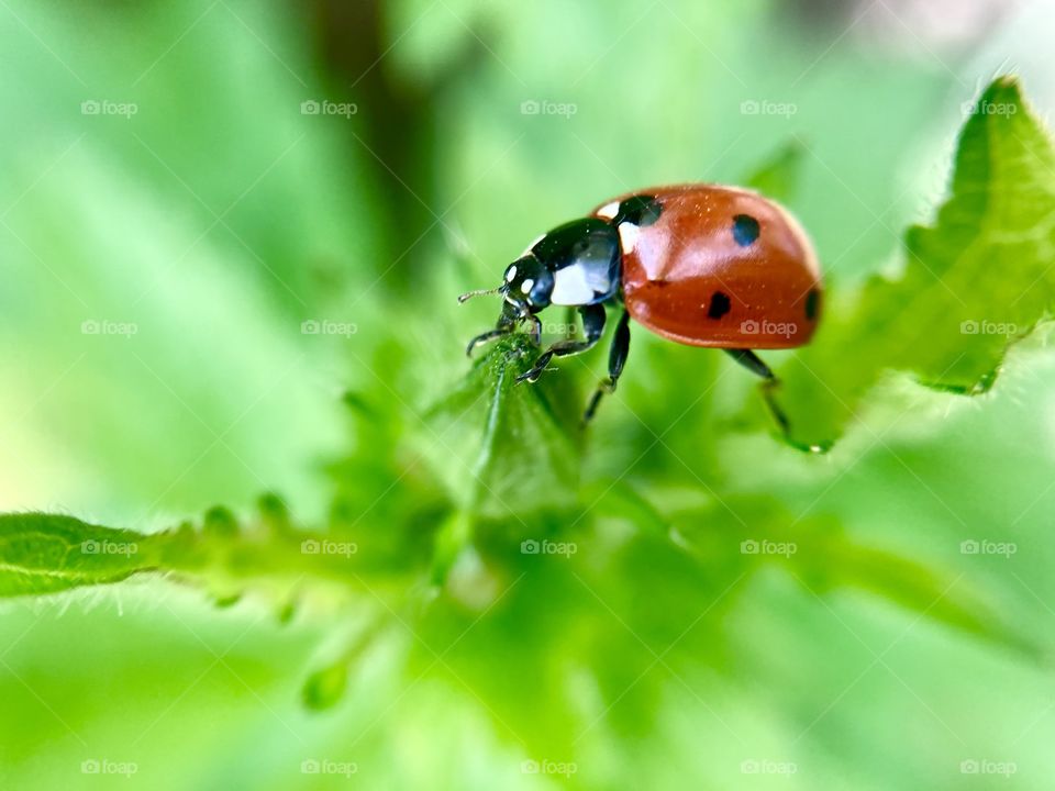 
ladybug on the grass