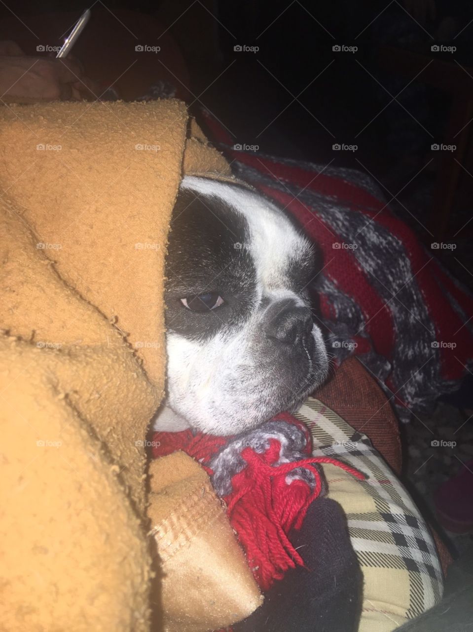 My dog ​​my baby