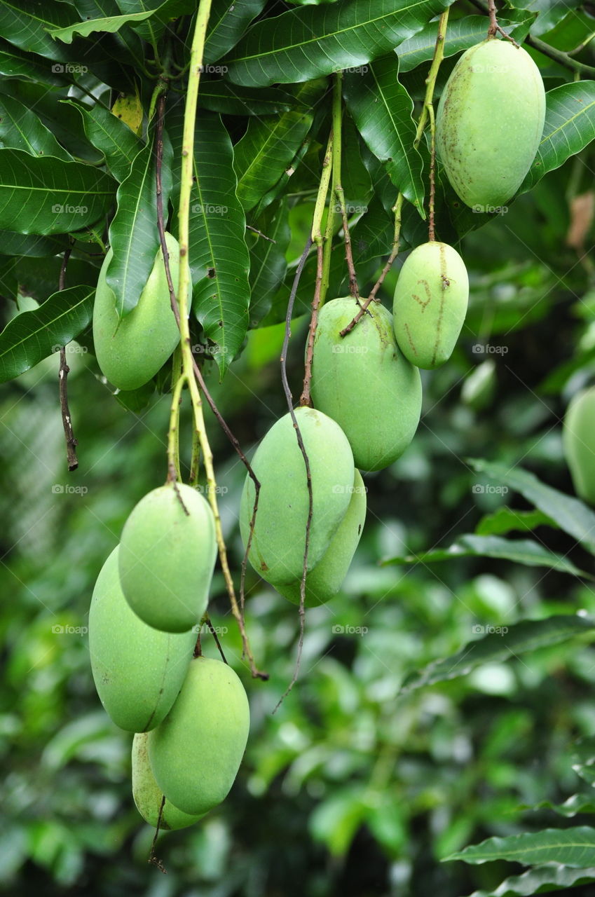 Sri Lankan Rural Mango