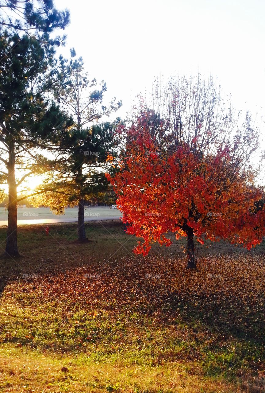 Bright orange fall tree in park with sun streaming through touching a pine tree.