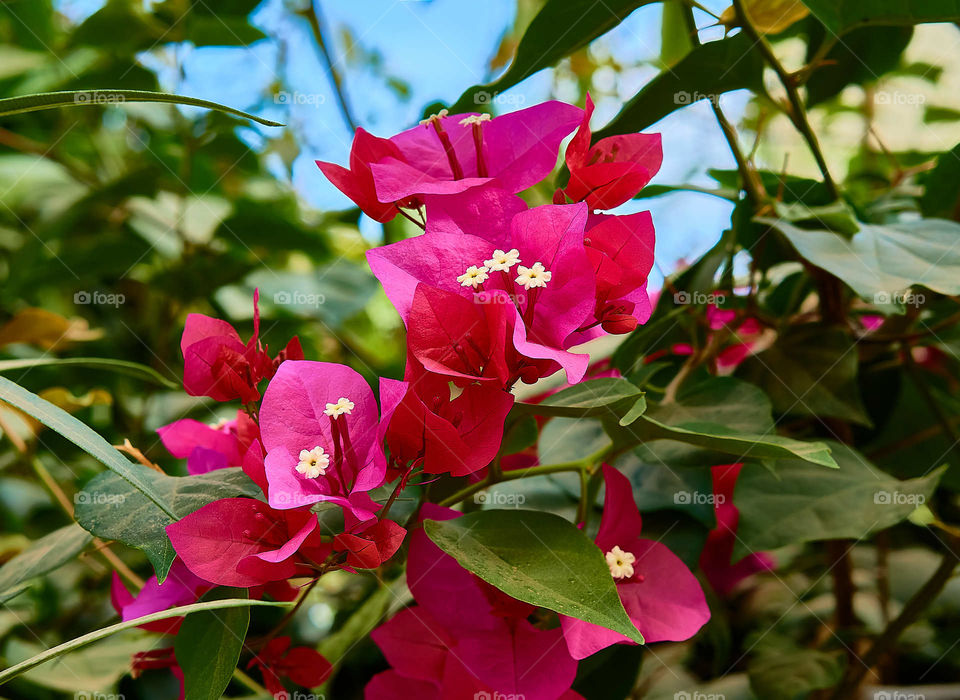 Floral photography - Paper flower