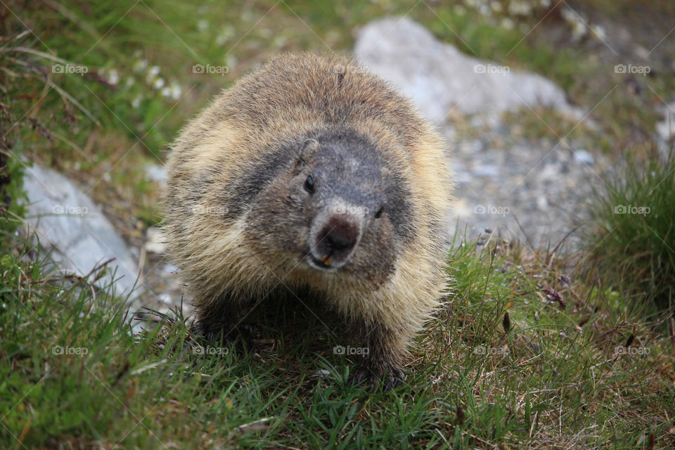 Marmot in the Alps