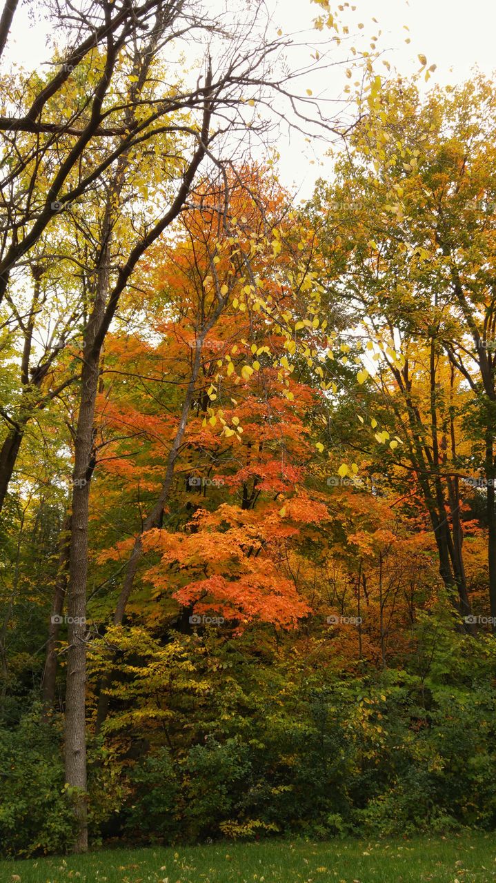 The colors of Autumn